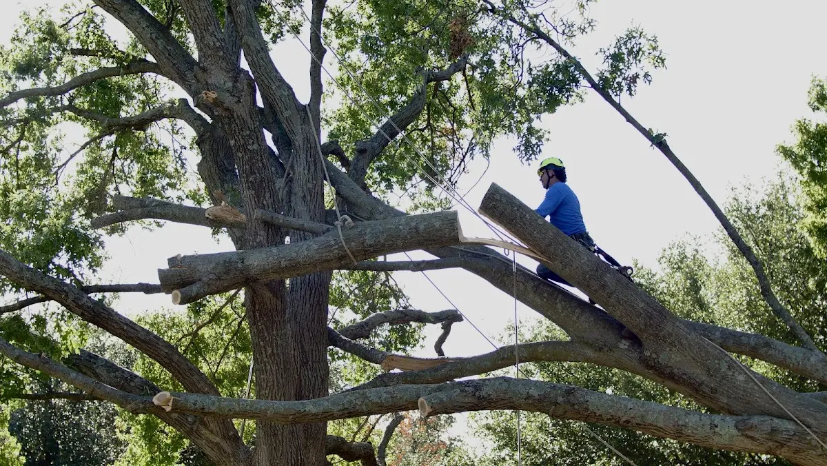 Professional Crown Thinning performed by certified arborists in Sandborn